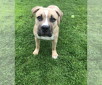 Small #6 Mastiff Mix