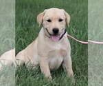 Small Photo #3 Labrador Retriever Puppy For Sale in SYRACUSE, IN, USA