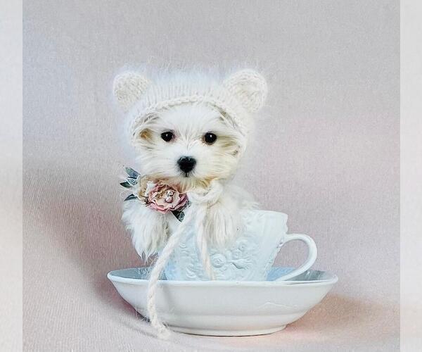 Medium Photo #6 Morkie Puppy For Sale in PALM BEACH, FL, USA