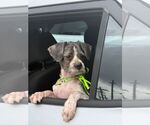 Small #1 Shih Tzu Mix