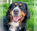 Small #14 Bernese Mountain Dog