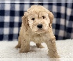 Small Photo #1 Irish Doodle Puppy For Sale in DUNDEE, OH, USA