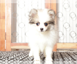 Small #3 Pomeranian