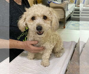 Shih-Poo Dogs for adoption in Benton, LA, USA