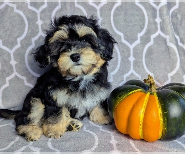 Medium Photo #3 Havanese Puppy For Sale in POST FALLS, ID, USA