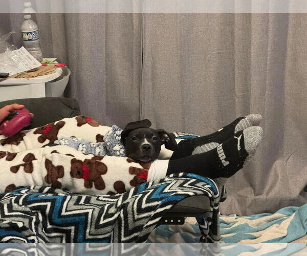Medium Photo #16 American Pit Bull Terrier-Labrador Retriever Mix Puppy For Sale in Germantown, OH, USA