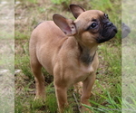 Small Photo #2 French Bulldog Puppy For Sale in WINNSBORO, TX, USA