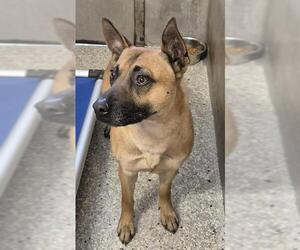 Mutt Dogs for adoption in Lodi, CA, USA