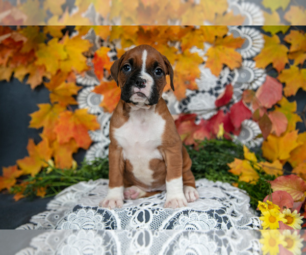 Medium Photo #15 Boxer Puppy For Sale in SHILOH, OH, USA