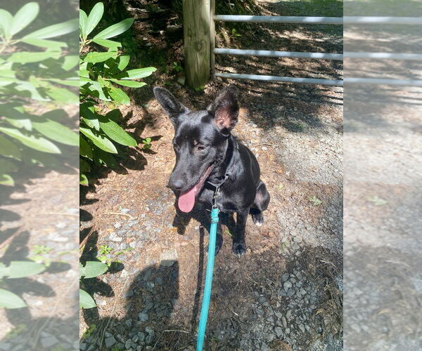Medium Photo #2 Mutt Puppy For Sale in Brewster, NY, USA