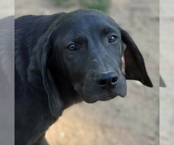 Medium Photo #6 Coonhound-Unknown Mix Puppy For Sale in Canton, CT, USA