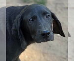 Small #5 Coonhound Mix