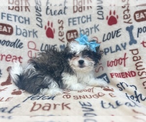 Zuchon Puppy for sale in LAKELAND, FL, USA
