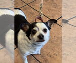 Small #2 Chihuahua Mix