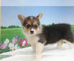 Small Photo #6 Pembroke Welsh Corgi Puppy For Sale in CHICAGO, IL, USA