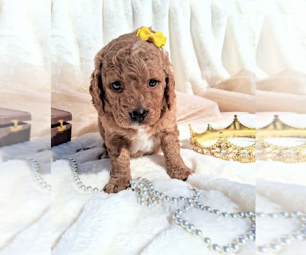 Medium Photo #25 Goldendoodle (Miniature) Puppy For Sale in GASTONIA, NC, USA