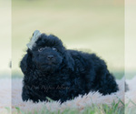 Small Photo #115 Goldendoodle (Miniature) Puppy For Sale in WARSAW, IN, USA