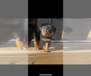 Rottweiler Puppy for sale in PENNS GROVE, NJ, USA