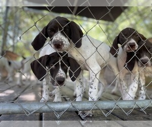 German Shorthaired Pointer Puppy for Sale in SARASOTA, Florida USA