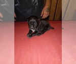 Small Photo #7 Cane Corso Puppy For Sale in GRENVILLE, NM, USA