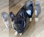 Small #1 Akita