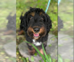 Small #1 Miniature Bernedoodle