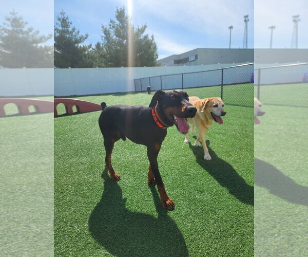 Medium Photo #19 Doberman Pinscher Puppy For Sale in Buffalo, MN, USA