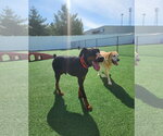 Small #18 Doberman Pinscher