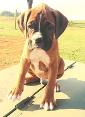 Boxer Puppy for sale in CHAMBERSBURG, PA, USA
