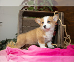 Small #1 Pembroke Welsh Corgi