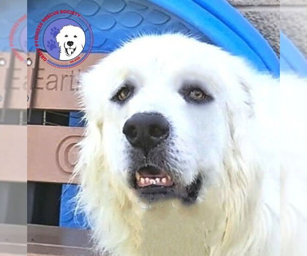 Medium Photo #1 Great Pyrenees Puppy For Sale in Spring, TX, USA
