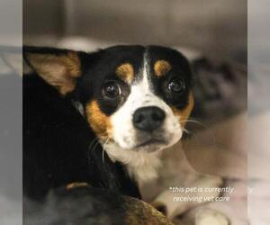 Mutt Dogs for adoption in San Antonio, TX, USA