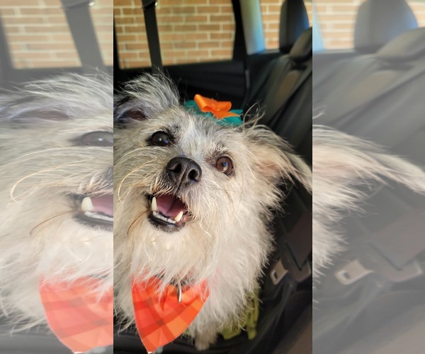 Medium Photo #1 Mutt Puppy For Sale in Greenville, SC, USA