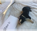 Small Photo #15 Australian Shepherd Puppy For Sale in SAINT MATTHEWS, SC, USA