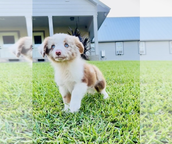 Medium Photo #7 Miniature Australian Shepherd Puppy For Sale in BELLVILLE, TX, USA