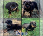 Puppy Draco Rottweiler