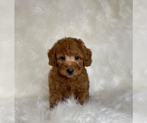 Poodle (Toy) Puppy for Sale in REDLANDS, California USA