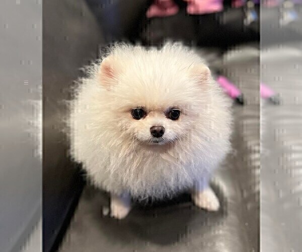 Medium Photo #15 Pomeranian Puppy For Sale in RESEDA, CA, USA
