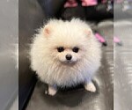 Small Photo #15 Pomeranian Puppy For Sale in RESEDA, CA, USA