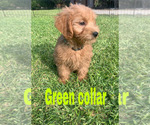 Small Photo #2 Goldendoodle (Miniature) Puppy For Sale in BAKERSFIELD, CA, USA