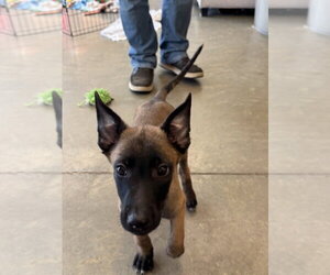 Elements Litter - Radon - Located in New Jersey - Male Mutt Dog for Adoption - Photo #3