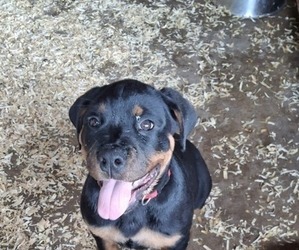 Rottweiler Puppy for sale in LAKELAND, FL, USA
