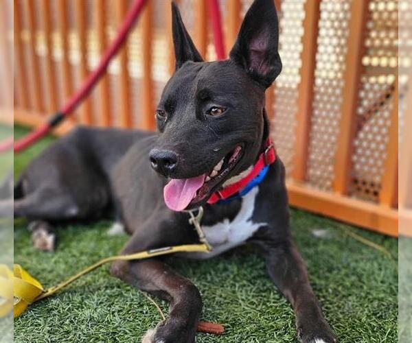 Medium Photo #1 American Pit Bull Terrier-Labrador Retriever Mix Puppy For Sale in Las Vegas, NV, USA