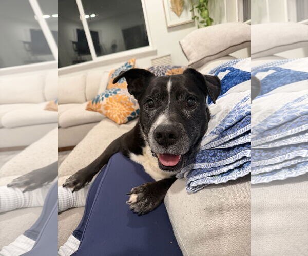 Medium Photo #1 Mutt Puppy For Sale in San Diego, CA, USA