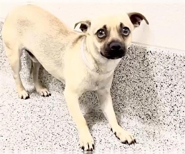 Medium Photo #1 Chug Puppy For Sale in Houston, TX, USA