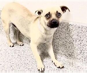 Chug Dogs for adoption in Houston, TX, USA