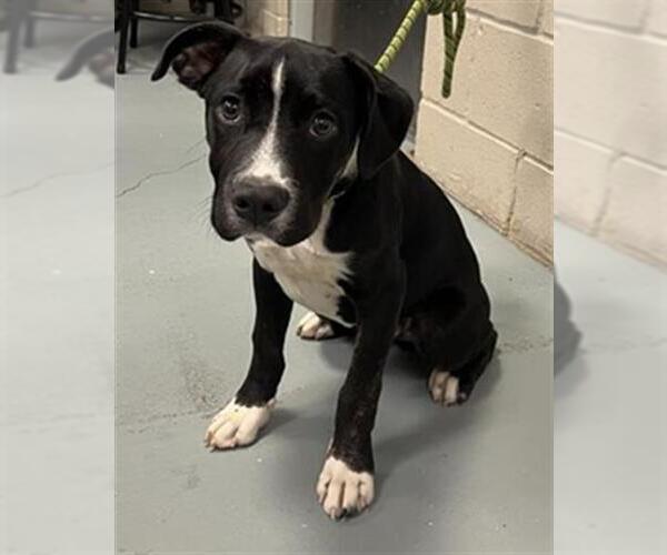 Medium Photo #1 American Staffordshire Terrier Puppy For Sale in Waco, TX, USA