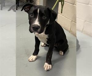 American Staffordshire Terrier Dogs for adoption in Waco, TX, USA