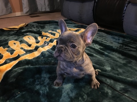Medium Photo #4 French Bulldog Puppy For Sale in CROWS LANDING, CA, USA