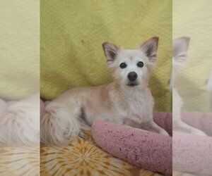Sadie May 26 - Female Golden Retriever-Unknown Mix Dog for Adoption - Photo #6